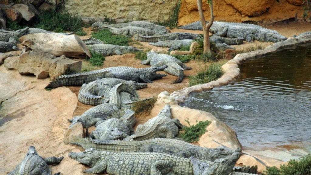 Rickaty Lodge B&B | Bed and Breakfast | Airport Shuttle Service | Las Palmas